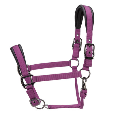 ARMA Pro Padded Headcollar